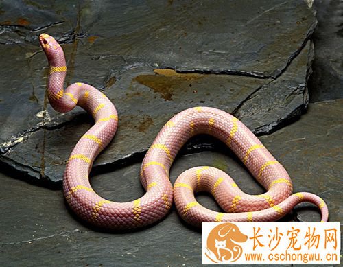 蛇有寄生虫怎么办 蛇身上的寄生虫治疗方法