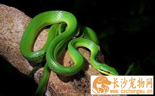 蛇得了肠炎怎么办 蛇肠炎治疗以及检查方法