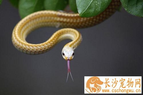 蛇类脓肿病的发病原因 如何治疗脓肿病