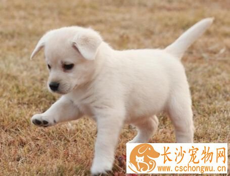 被狗狗咬了出血 首先用肥皂水冲洗一下伤口