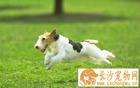 细小是什么 狗狗患上细小生命就会受威胁