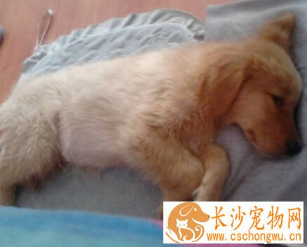 小狗翻肠子 给小狗打疫苗就能避免翻肠子