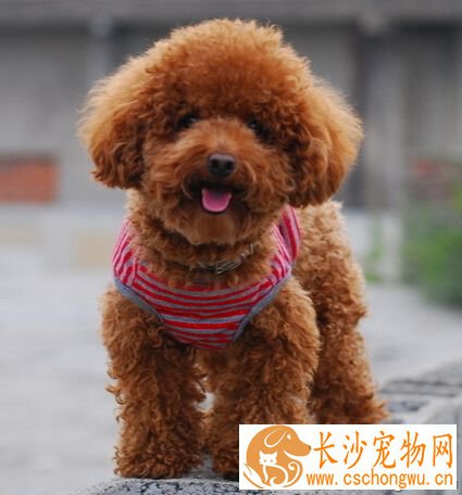 狗狗一天没拉屎 小狗拉不出屎是比较正常