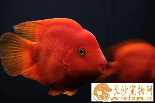 鹦鹉鱼黑斑病怎样治疗 要多注意水质和饲料