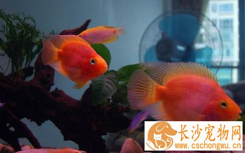 血鹦鹉疾病 饲养血鹦鹉常见的五种疾病