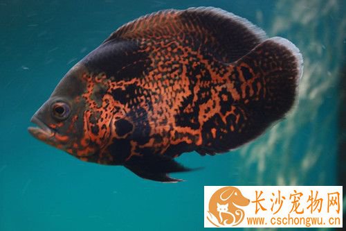 地图鱼烂尾 一般可以使1%食盐水泡浴