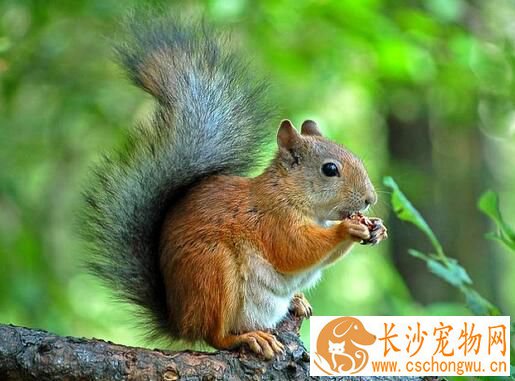 松鼠感冒了怎么办 吃板蓝根让松鼠提高抵抗力