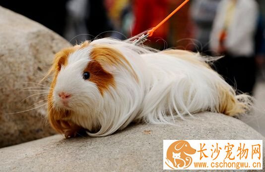 豚鼠胀气怎么办 首先让猪猪保持良好的情绪
