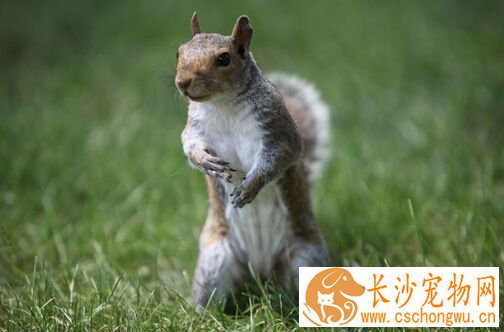 松鼠一直打喷嚏 松鼠感冒的治疗方法
