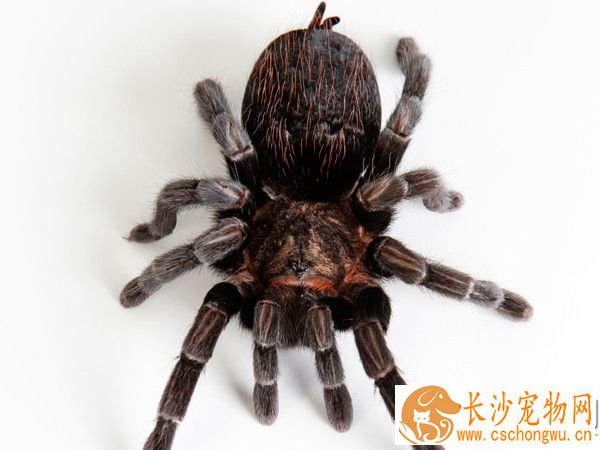 蜘蛛的身体有哪些缺陷 养之前一定要看