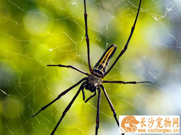 蜘蛛不进食的原因有哪些 警惕寄生虫类疾病