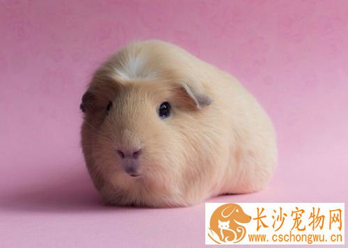 豚鼠感染巨细胞病毒怎么办 临床症状是什么