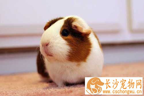 豚鼠得了肺炎怎么办 如何诊断与预防