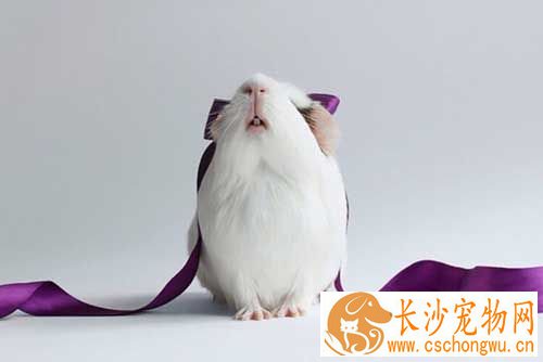豚鼠得了坏血病怎么办 发病早期症状是什么