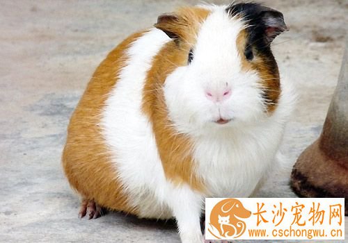 豚鼠有哪些常见疾病 中老年豚鼠易患什么
