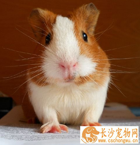 豚鼠眼屎很多怎么办 处理的详细方法