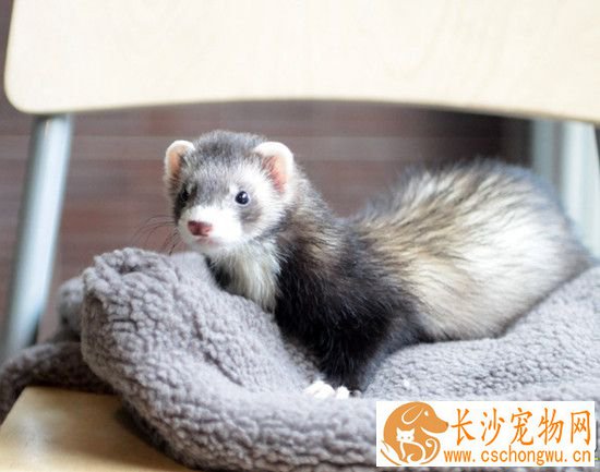 宠物貂缺乏维生素的表现 主要症状是什么