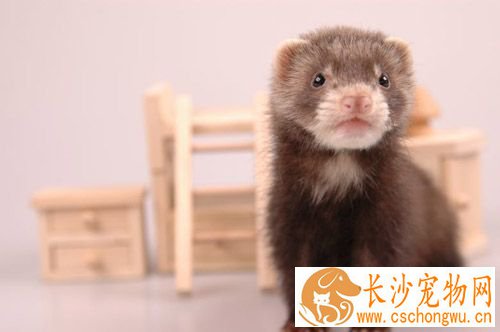 宠物貂霉玉米中毒怎么办 立即停喂有毒饲料
