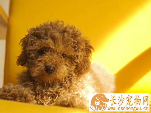 贵宾犬感冒的症状 秋冬季节需预防感冒