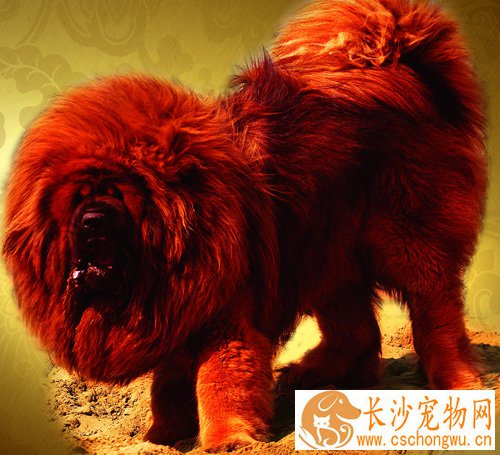 藏獒感冒怎么办 狗狗感冒症状详解