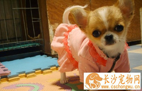 吉娃娃犬瘟症状 如何治疗犬瘟热