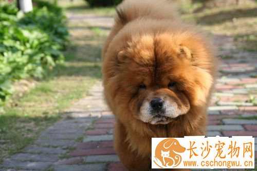 松狮犬感冒怎么办 采取几种方法治疗