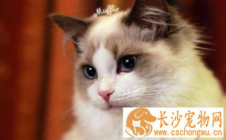 布偶猫的遗传病 按时给小猫接种猫瘟疫苗