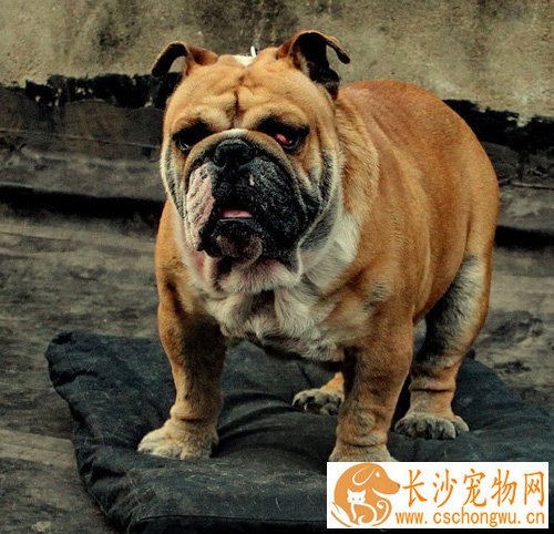 斗牛犬生病 各种病患有哪些原因