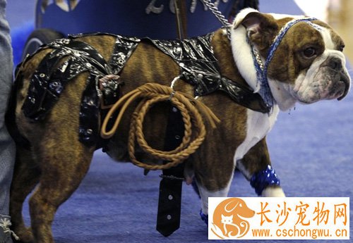 斗牛犬皮肤病 需要家长们重视的病患