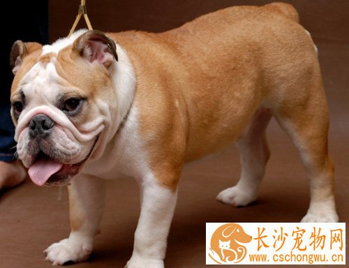 斗牛犬常见疾病 都有哪些症状