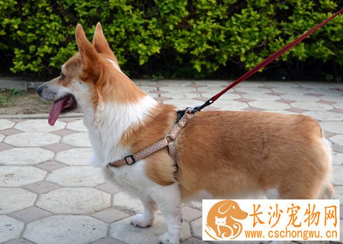柯基犬容易生病吗 外貌特征是怎样的