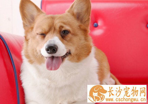 柯基犬皮肤病 患皮肤病的原因有哪些