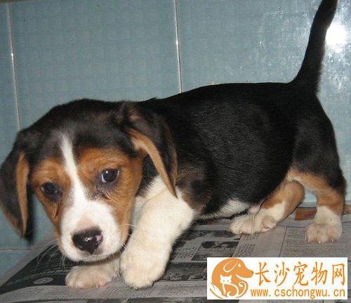 比格犬常见病大全 以及简单的防护措施