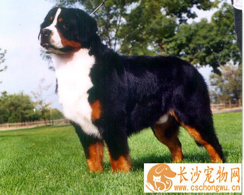 伯恩山犬的常见疾病 注意预防是关键