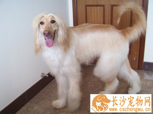阿富汗猎犬皮肤病 清理不到位会发生感染寄生虫