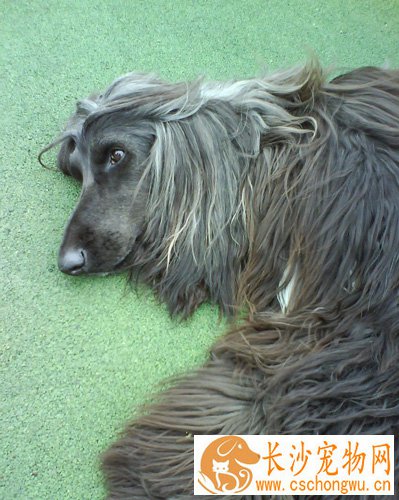 阿富汗猎犬怕热吗 夏天预防皮肤病