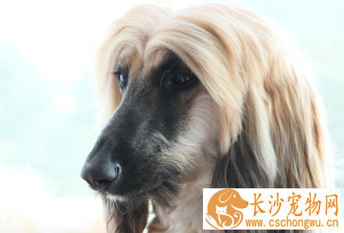 阿富汗猎犬常见病有哪些 都用什么药