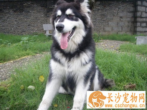 阿拉斯加雪橇犬生病怎么办 补水保暖最重要