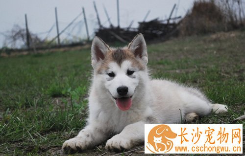 阿拉斯加雪橇犬常见病 用心观察日常变化