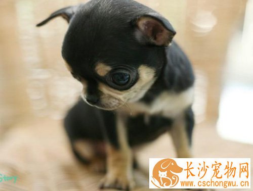 吉娃娃为什么发抖 吉娃娃三大疾病