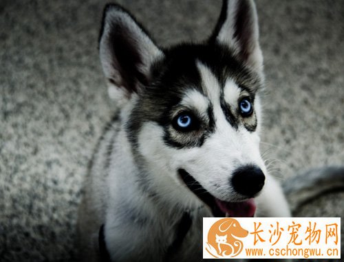 哈士奇掉毛怎么办 先要仔细观察其症状