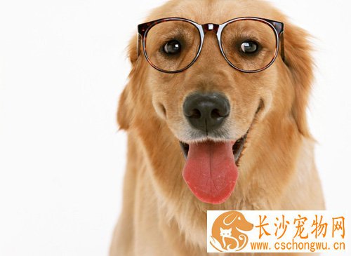 金毛犬感冒怎么办 不严重吃点感冒药就行