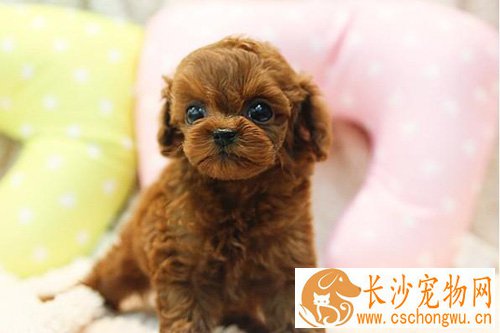 泰迪犬感冒了怎么办 细心观察狗狗的变化