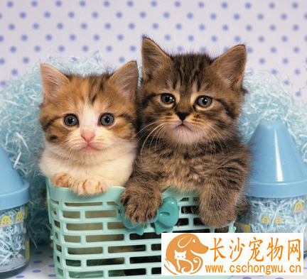 猫驱虫药怎么吃 确诊患何种寄生虫疾