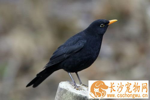 麦芽肿眼病 鸟肿眼病的症状及防治方法