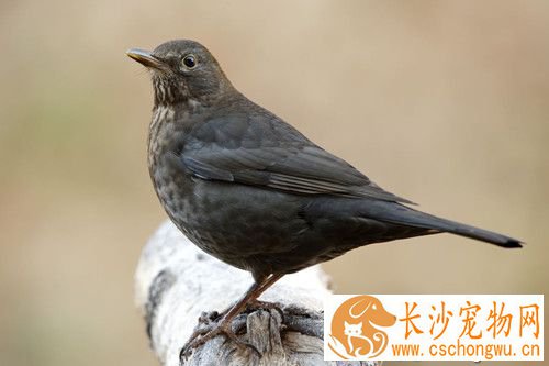 传染性喉气管炎 鸟传染性喉气管炎的防治方法