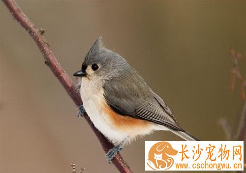 传染性支气管炎 鸟传染性支气管炎的防治方法