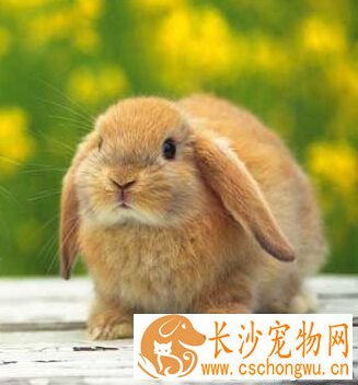宠物兔子养殖 要定期检查兔子身体状况
