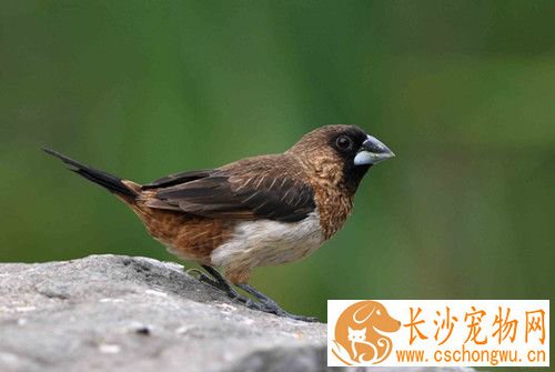 急性鼻炎 鸟传染性鼻炎症状及防治方法