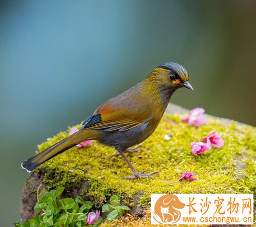 球虫病治疗 鸟球虫病的症状及防治方法